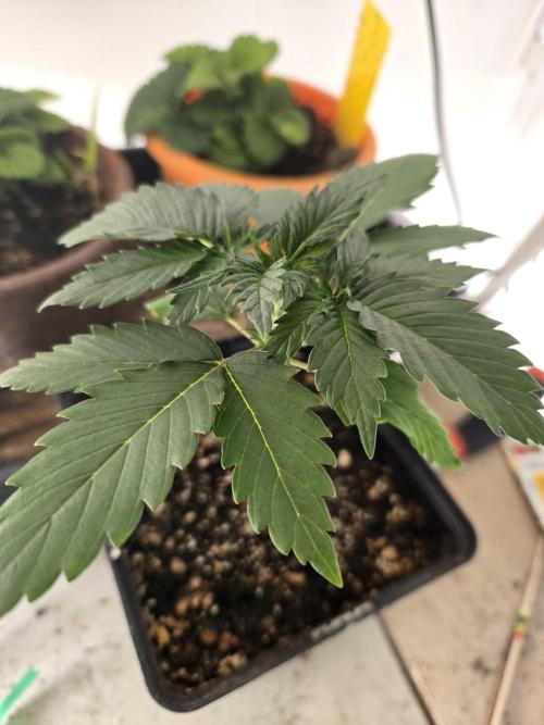 Amsterdam Amnesia FEM #2. Week 1