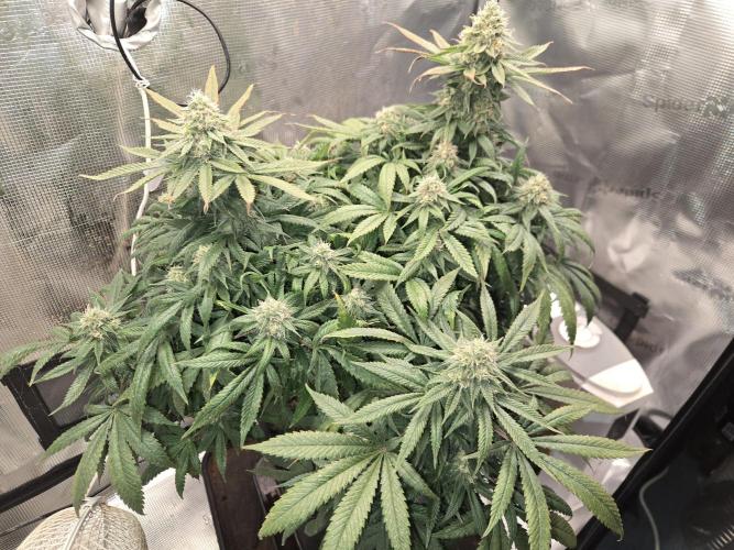 Amsterdam Amnesia Fem. Week 13