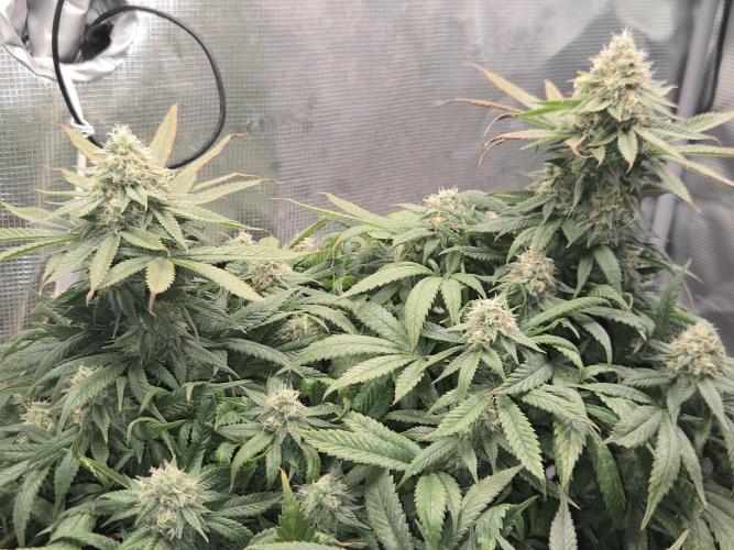 Amsterdam Amnesia Fem. Week 13