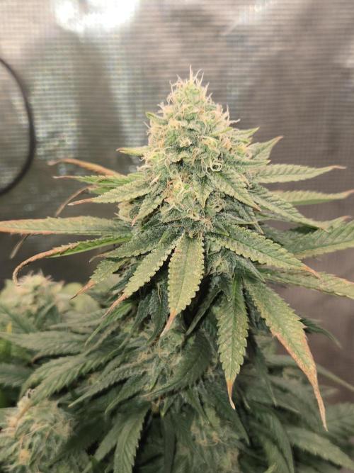 Amsterdam Amnesia Fem. Week 13
