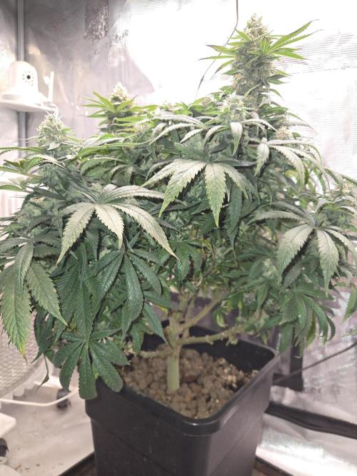 Amsterdam Amnesia Fem. Week 13