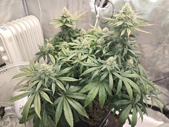 Amsterdam Amnesia Fem. Week 13