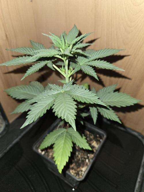 Amsterdam Amnesia FEM #2. Week 2