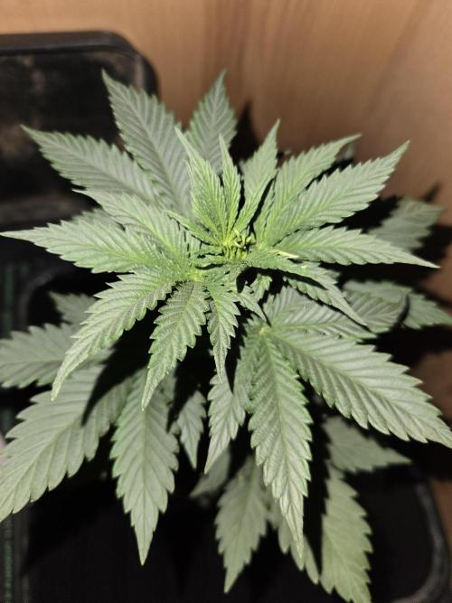 Amsterdam Amnesia FEM #2. Week 2