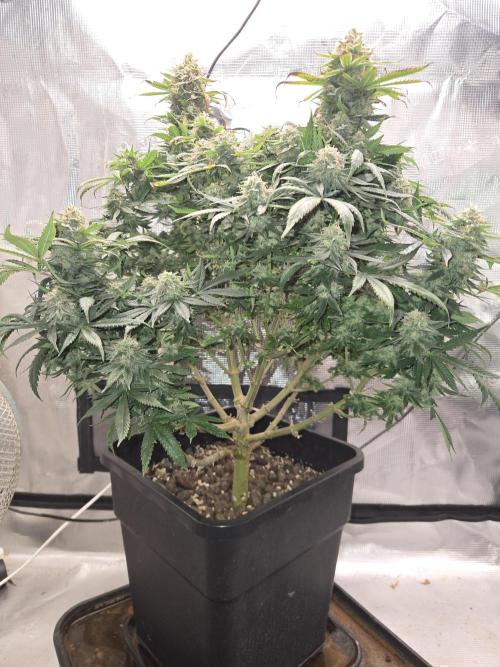 Amsterdam Amnesia Fem. Week 14