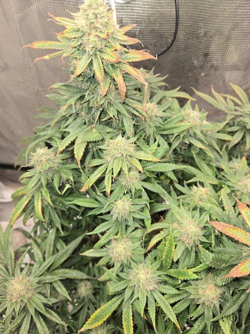 Amsterdam Amnesia Fem. Week 14
