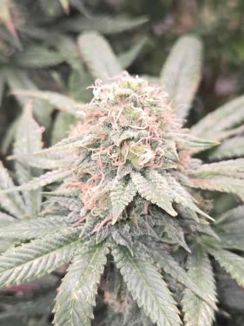 Amsterdam Amnesia Fem. Week 14