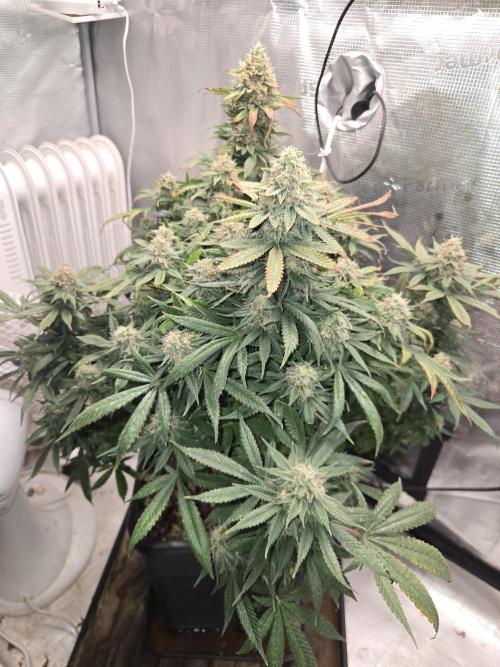 Amsterdam Amnesia Fem. Week 14