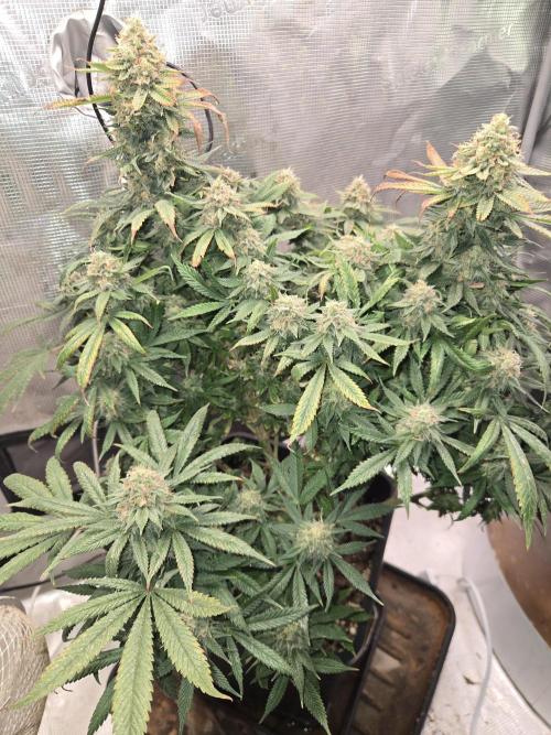 Think Different. Week 14