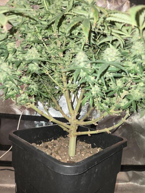 Amsterdam Amnesia Fem. Week 15
