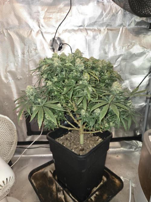 Amsterdam Amnesia Fem. Week 15