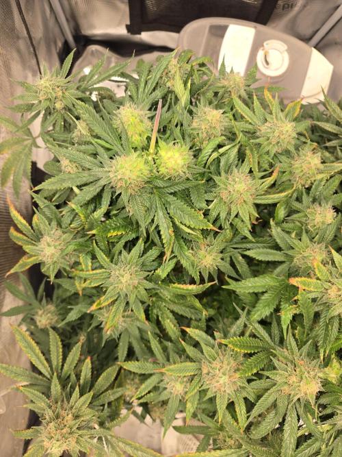 Amsterdam Amnesia Fem. Week 15
