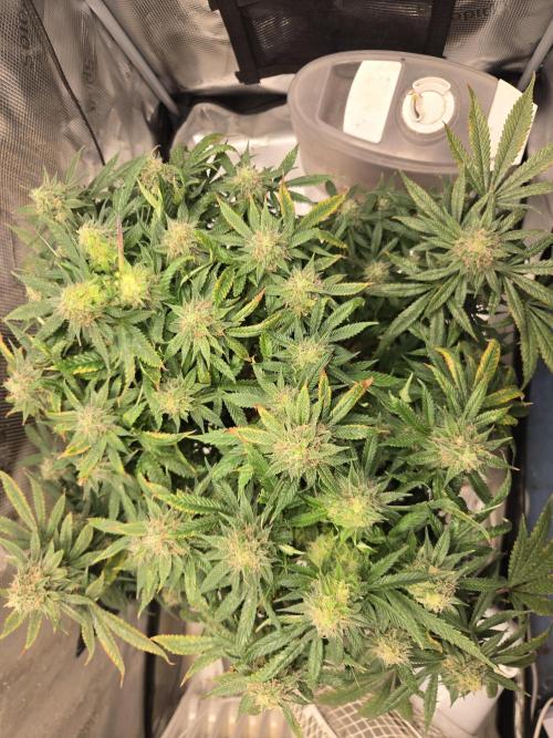 Amsterdam Amnesia Fem. Week 15