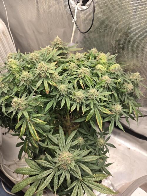 Amsterdam Amnesia Fem. Week 15