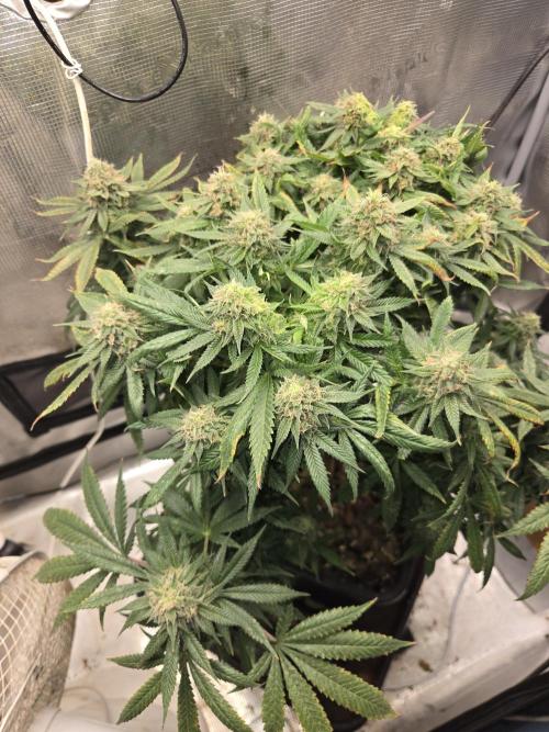 Amsterdam Amnesia Fem. Week 15