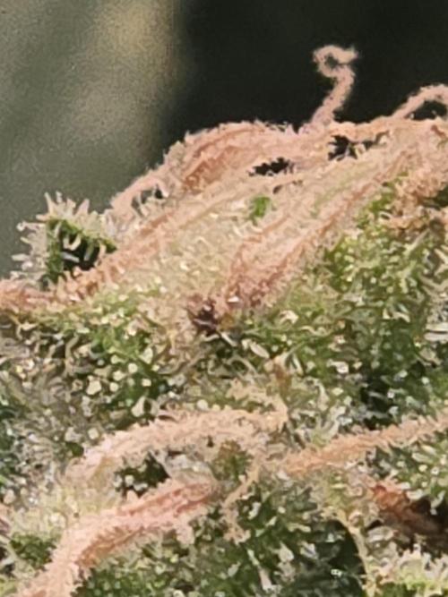 Amsterdam Amnesia Fem. Week 15