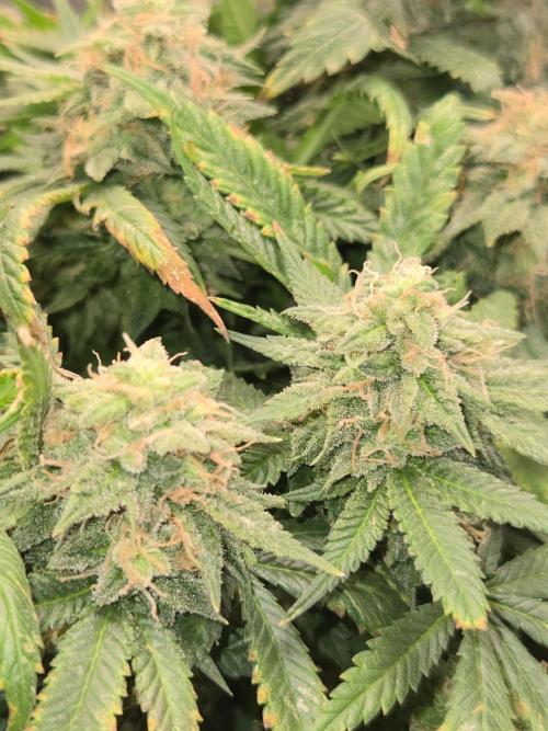 Amsterdam Amnesia Fem. Week 15