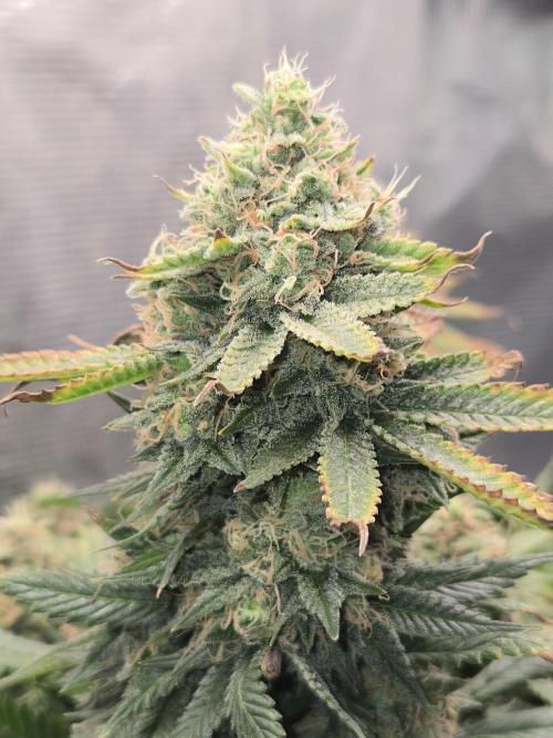 Amsterdam Amnesia Fem. Week 15