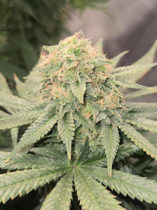 Amsterdam Amnesia Fem. Week 15