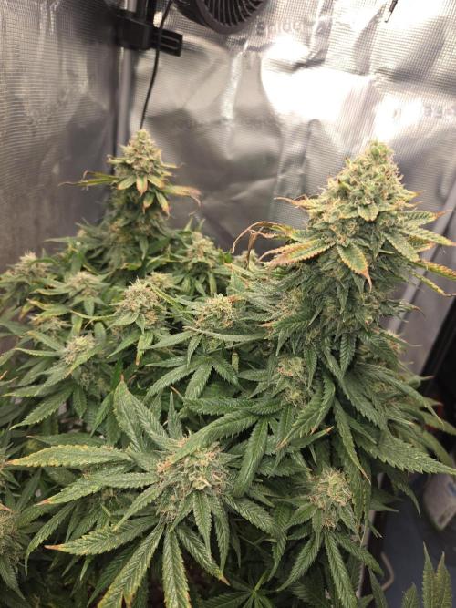 Amsterdam Amnesia Fem. Week 15