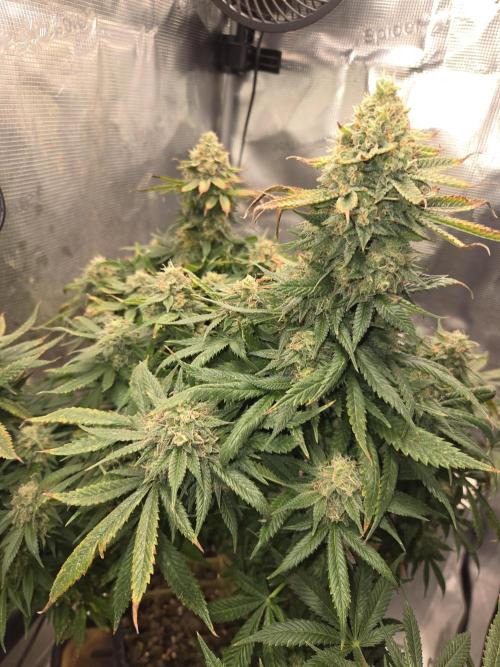 Amsterdam Amnesia Fem. Week 15
