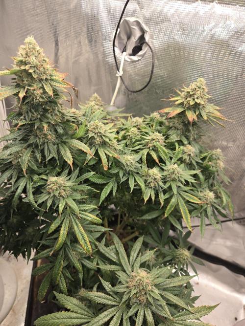 Amsterdam Amnesia Fem. Week 15
