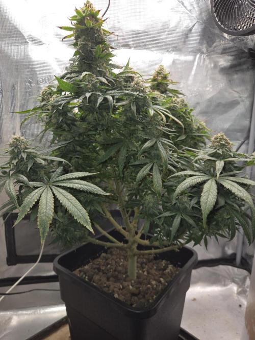 Amsterdam Amnesia Fem. Week 15