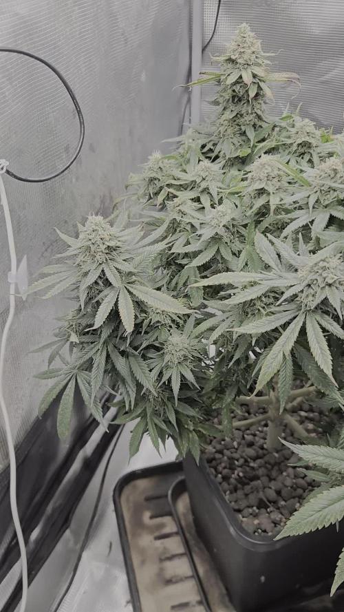 Amsterdam Amnesia Fem