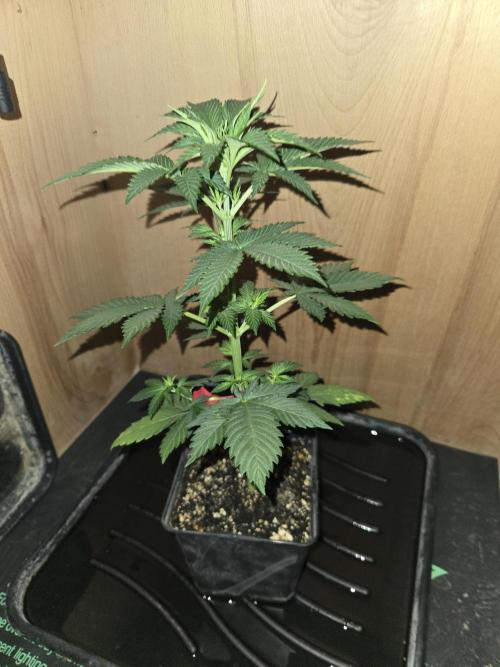 Amsterdam Amnesia FEM #2. Week 3