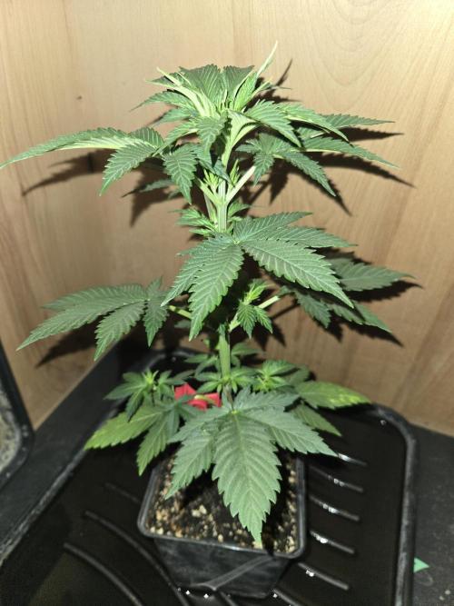 Amsterdam Amnesia FEM #2. Week 3