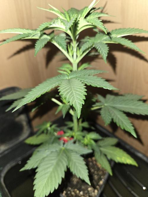 Amsterdam Amnesia FEM #2. Week 3