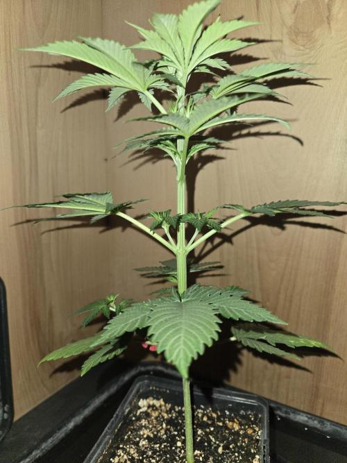 Amsterdam Amnesia FEM #2. Week 3