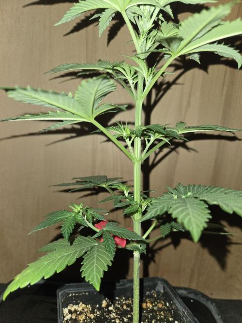 Amsterdam Amnesia FEM #2. Week 3
