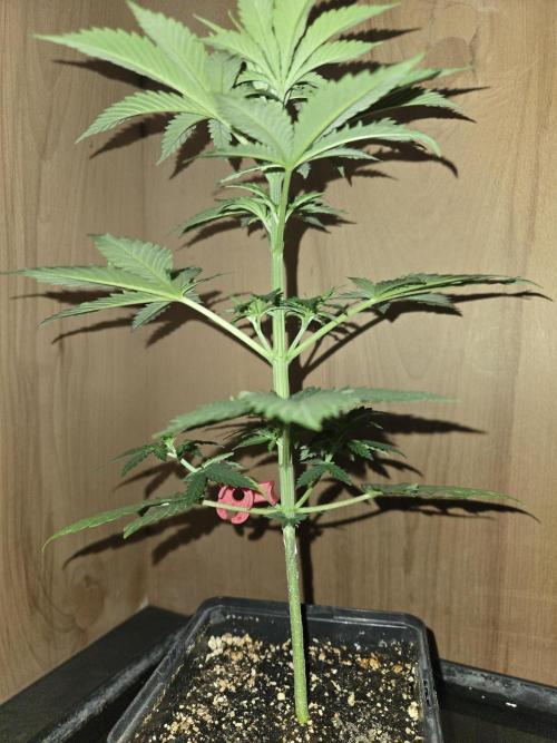 Amsterdam Amnesia FEM #2. Week 3