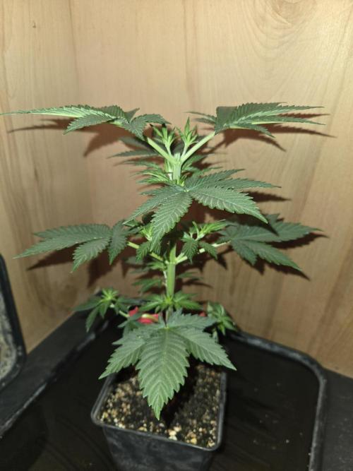 Amsterdam Amnesia FEM #2. Week 3