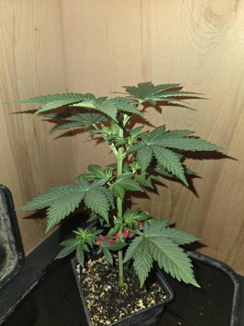 Amsterdam Amnesia FEM #2. Week 3