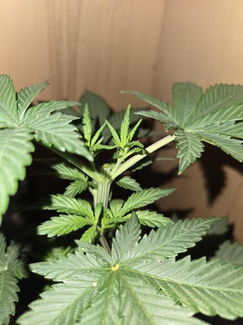 Amsterdam Amnesia FEM #2. Week 3