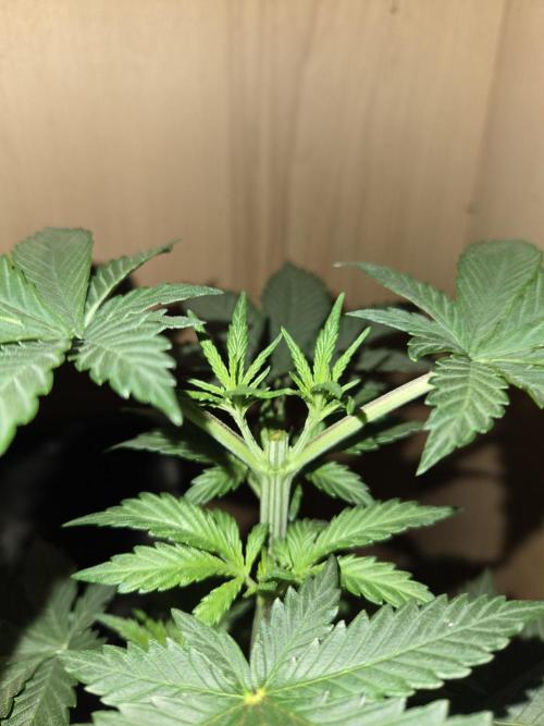 Amsterdam Amnesia FEM #2. Week 3