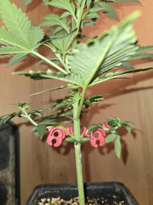 Amsterdam Amnesia FEM #2. Week 3