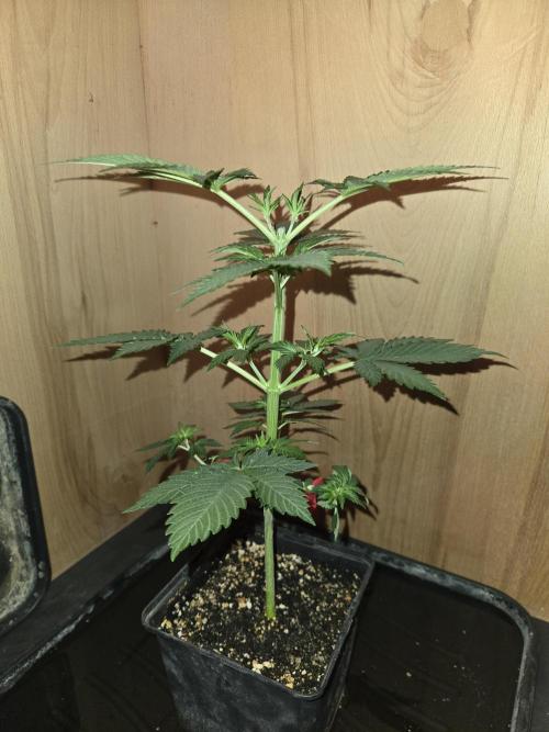 Amsterdam Amnesia FEM #2. Week 3