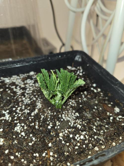 Amsterdam Amnesia FEM #2. Week 3