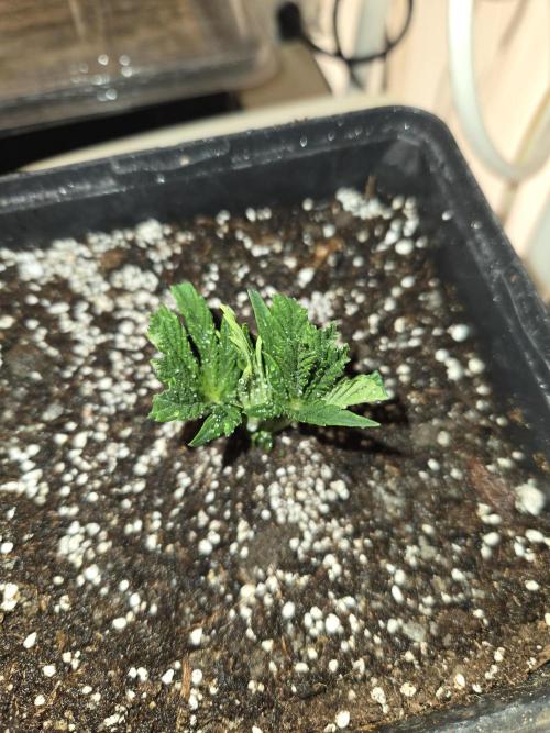 Amsterdam Amnesia FEM #2. Week 3