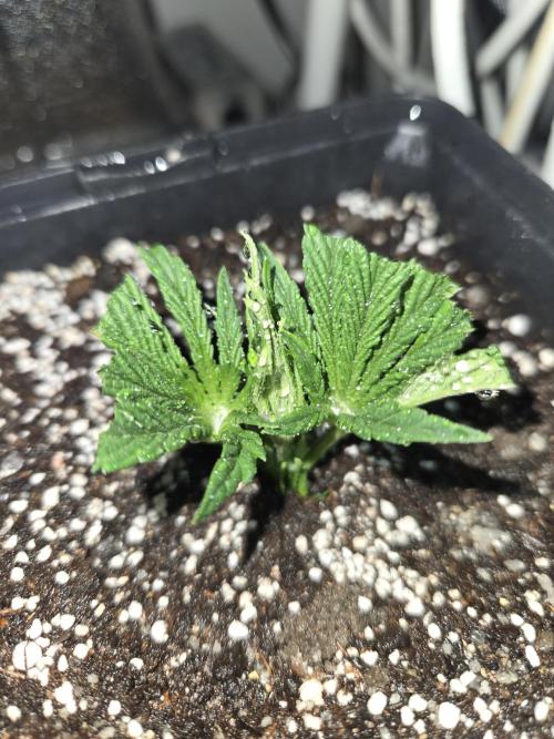 Amsterdam Amnesia FEM #2. Week 3