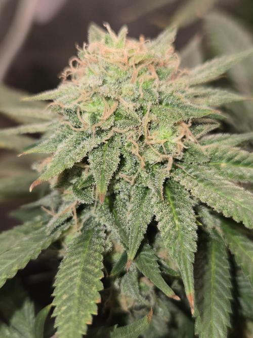Amsterdam Amnesia Fem. Week 16