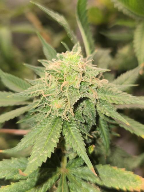 Amsterdam Amnesia Fem. Week 16