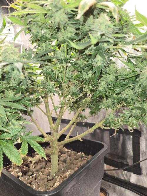 Amsterdam Amnesia Fem. Week 16