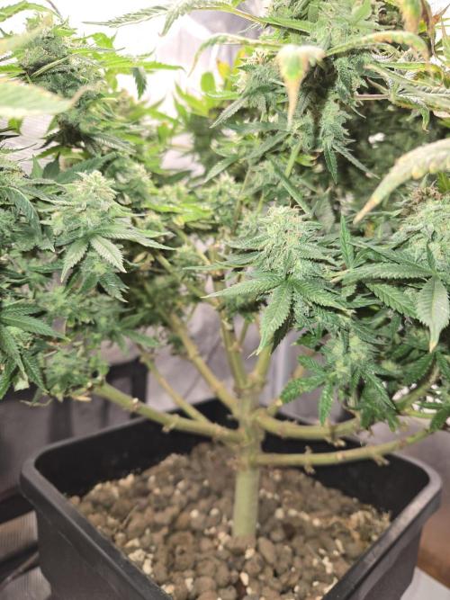 Amsterdam Amnesia Fem. Week 16