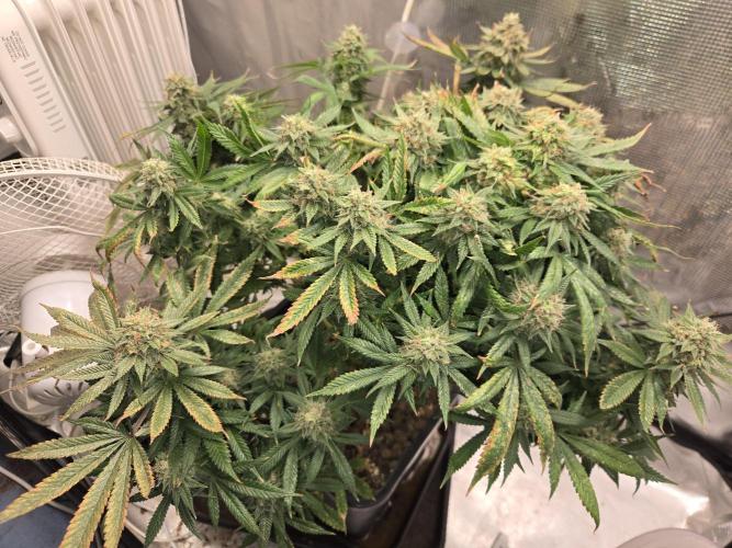 Amsterdam Amnesia Fem. Week 16