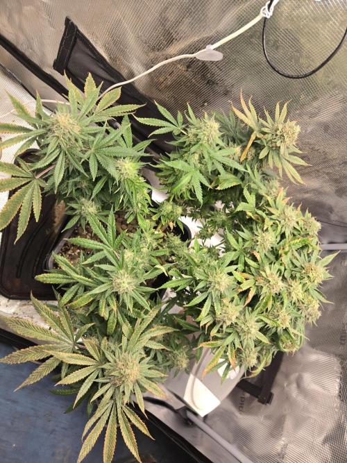 Amsterdam Amnesia Fem. Week 16
