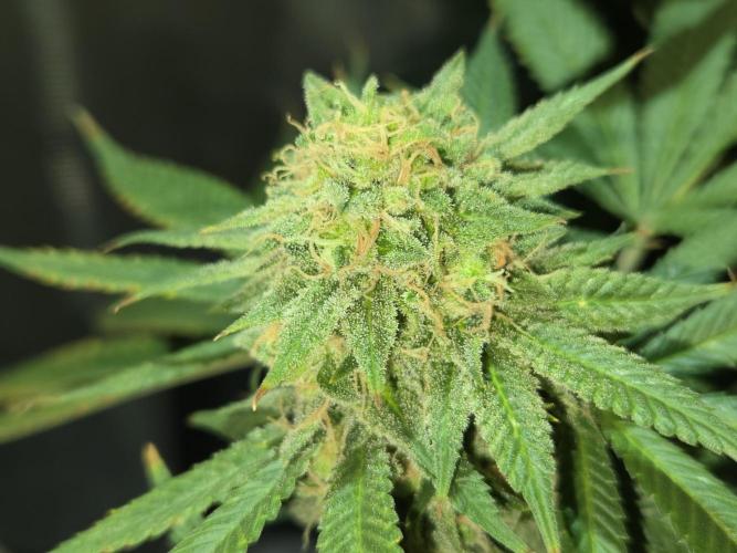 Amsterdam Amnesia Fem. Week 16